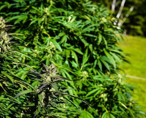 Kannabis Siemenet - Opas Laadukkaan Kasvatuksen Aloittamiseen
